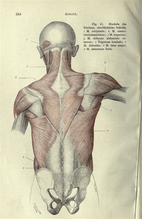 handbuch der anatomie des menschen