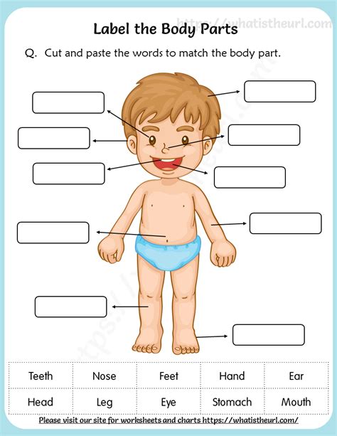 label  body parts worksheet  grade   home teacher