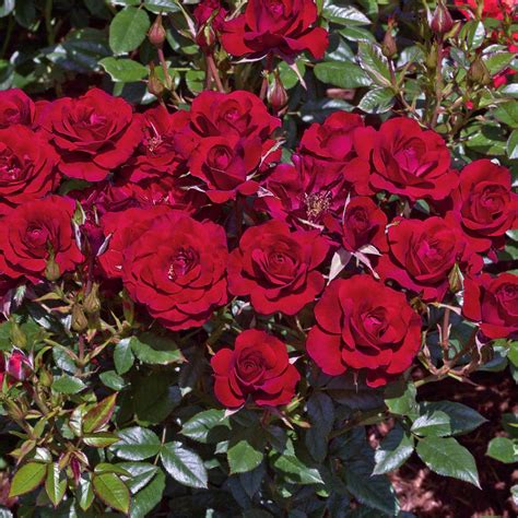 spring hill nurseries ruby ruby miniature rose  potted plant  red flowers  pack