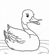 Duck Coloring Pages Cute Printable Duckling Cool2bkids Realistic Kids Baby Drawing Rubber Color Ugly Duckie Getcolorings Template Mallard Print Getdrawings sketch template