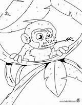 Affen Zum Ausmalen Malvorlage Druckbare Affe Ausmalbild Holle Genial Colorear Singe Arboles Inspirierend Monos Affenbaby Coloriages Macaco Jungla Baum Desenho sketch template