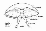 Cnidarians Pouch Gastric Drawings sketch template