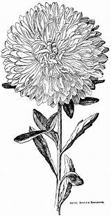 Aster Drawing Colouring Asters Crisantemos Digitaltuesday 1410 Stamps Anticipation Patience sketch template