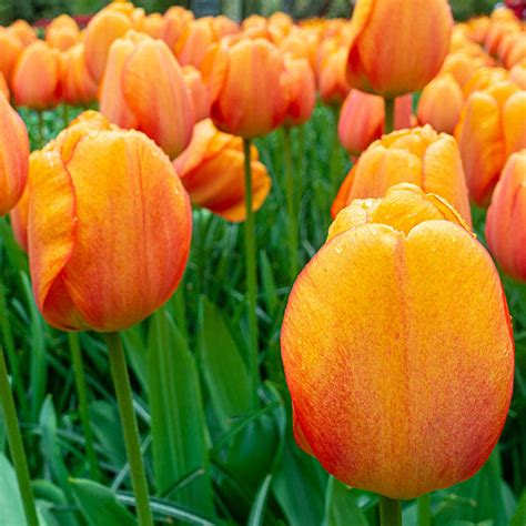 buy blushing apeldoorn tulip  spring bulbs brecks