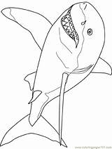 Shark Coloring Pages Great Printable Kids Template Drawing Color Colouring Print Outline Cool Fish Simple Templates Animals Tale Really Popular sketch template