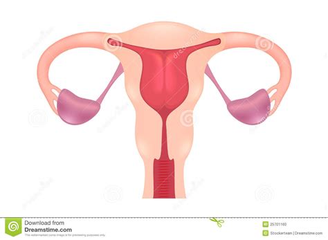 female reproductive system stock vector illustration of anatomy 25701160