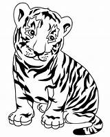 Tiger Template Shape Pages Templates Cartoon Tigers Colouring Coloring Cute Baby sketch template