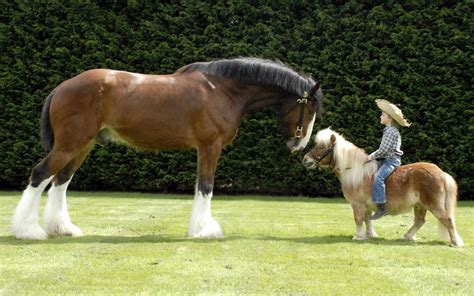 difference   horse   pony