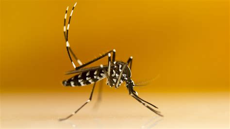 tiger mosquito  transmit  chikungunya virus  temperate