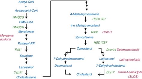 cholesterol synthesis pathway the enzymes involved in the synthesis