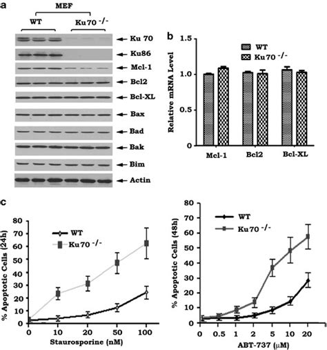 role of ku70 in deubiquitination of mcl 1 and suppression