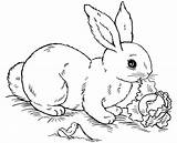 Coloring Rabbit Realistic Pages Printable Popular sketch template