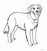 Retriever Golden Coloring Pages Drawing Dog Puppy Dogs Cartoon Realistic Coloringhome Easy sketch template