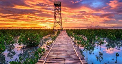 Destinasi Wisata Mangrove Berkelas Kini Hadir Di Singkawang