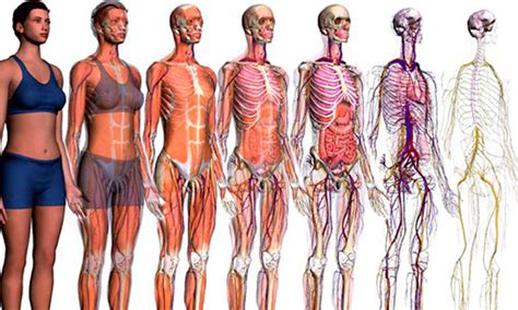 partes del cuerpo humano imagenes nombres  explicacion paraninosorg