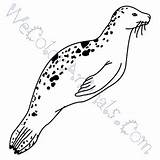 Coloring Leopard Seal Pages Click sketch template