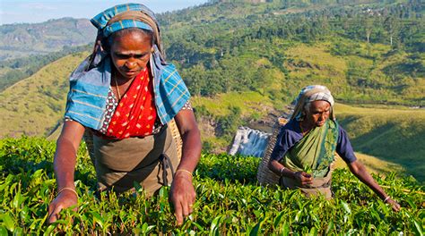 sri lanka labor situation remains unsettled world tea news
