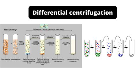 isolation  mitochondria  differential centrifugation lab report mitochondria lab report