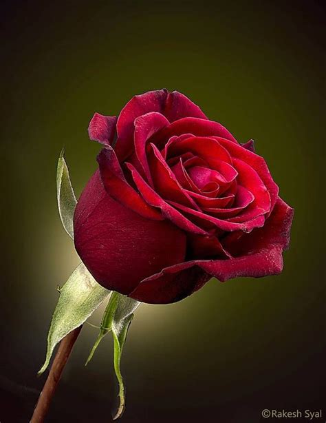 A Single Rose Is My Garden Rakesh Syal Photography In