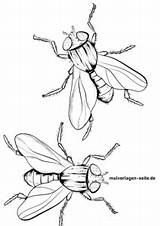 Fliege Insekten Fliegen Malvorlagen Ausmalbilder sketch template