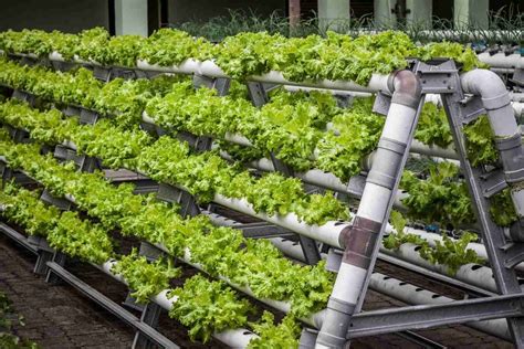 vertical farming  home ultimate guide