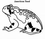 Coloring Toad Pages Belly Fire Animals American Government Sheet Dnr Color Designlooter Getcolorings sketch template