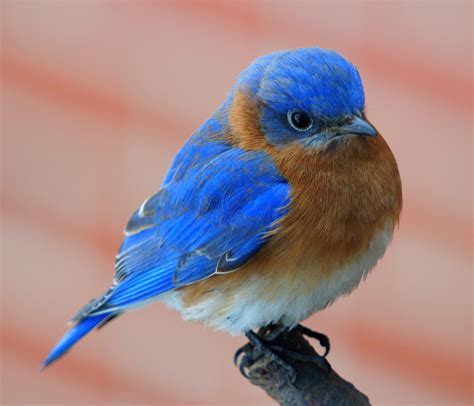 blue bird picture beautiful blue bird