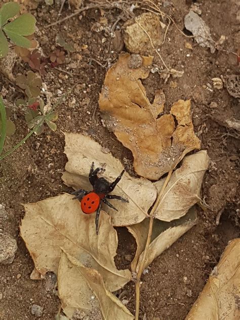 just found this in my garden i guess a ladybug had sex