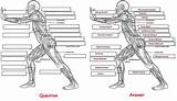 Coloring Anatomy Pages Human Muscles sketch template