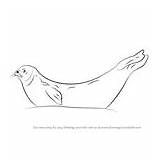 Seal Draw Harbor Weddell Drawing Seals Step sketch template