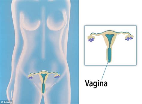 Just Half Of Women Can Locate The Vagina On A Diagram Of The Female