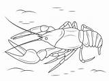 Crawfish Crustacean Ausmalbilder Krebs Colorare Gambero Crayfish Ausmalbild Ausmalen Flusskrebse Fische sketch template