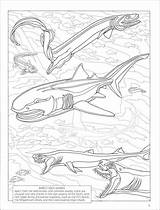Sharks Coloring Expanded sketch template