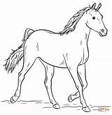 Coloring Horse Arabian Pages Grey Printable Drawing sketch template