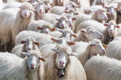 troupeau de moutons banque dimages   libres de droit istock