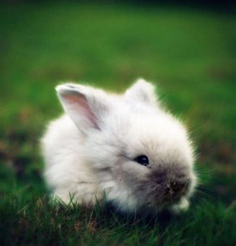 horse    rabbits  pictures  baby rabbits