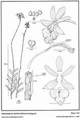 Secundum Hágsater Epidendrum Subgroup 2008 Group sketch template