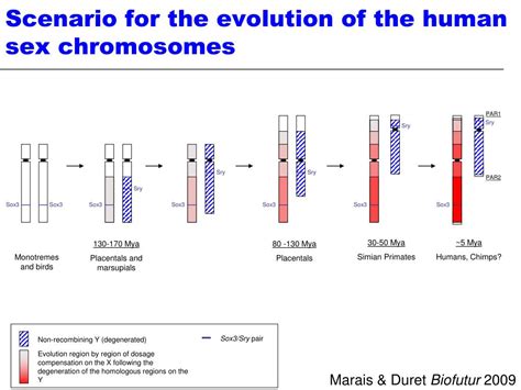 Ppt The Evolution Of Sex Chromosomes From Humans To Non