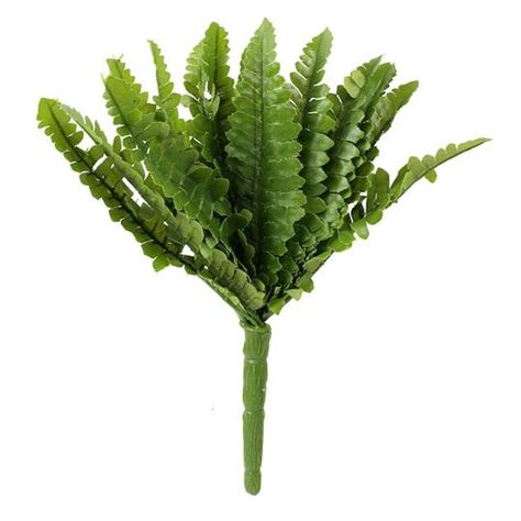 ashland fern collection mini boston fern bush boston fern real
