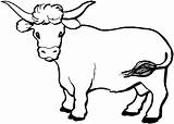 Coloring Pages Realistic Cow Cows Getcolorings Color sketch template