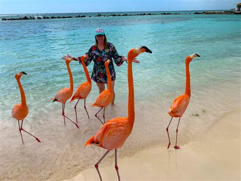 visiting flamingo beach aruba