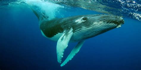 humpback whale status downgrade defended  biologists