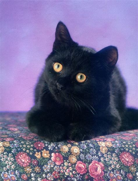 black feral cat felis silvestris catus image