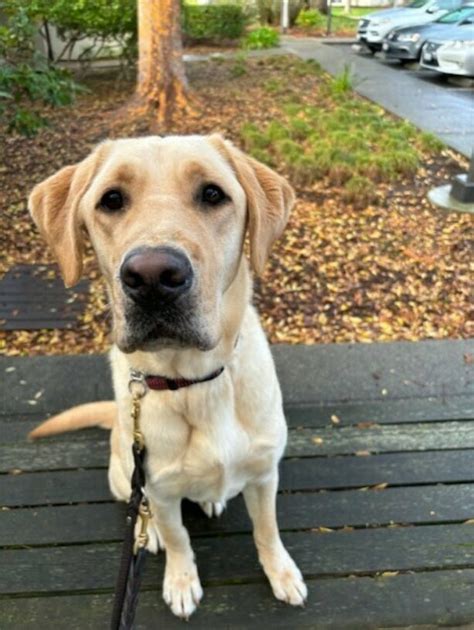 dolby  guide dogs   blind pupdates