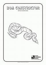 Coloring Boa Constrictor Pages Cool Comments Print sketch template