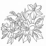 Outline Flower Flowers Lily Drawing Drawings Coloring Pages Outlines Tattoo Contours Vector Lotus Designs Printable Floral Line Stock Help Clip sketch template