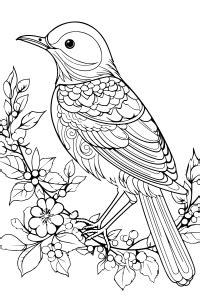 bird coloring pages  kids  adults