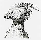 Phoenix Fawkes Drawing Potter Harry Deviantart Jerome Moore Drawings Bird Pheonix Zeichnung Sketch Phönix Zeichnen Coloring Phenix Tattoo Vogel Tattoos sketch template