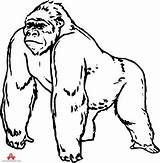 Clipart Ape Gorilla Clip Animals Furry Cliparts Library Transparent sketch template