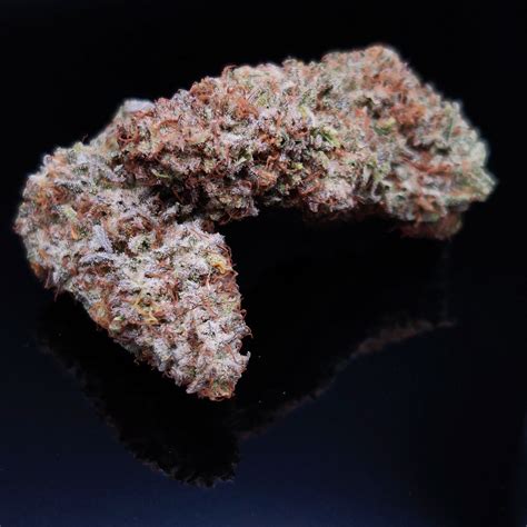 critical purple og  pnw cultivar strainsio cannabis marijuana